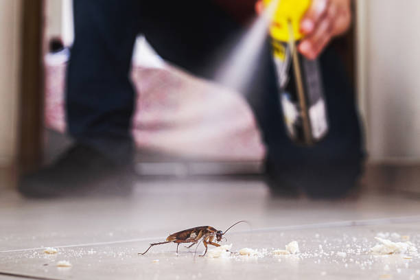 Best Wasp Removal Services  in Eaton, OH